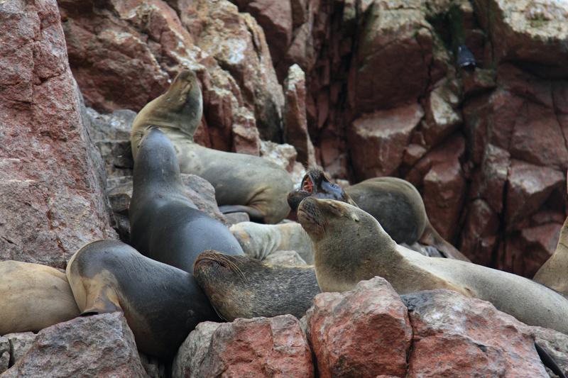 1214-Isole Ballestas,19 luglio 2013.JPG